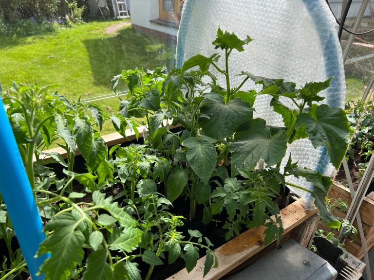 Various vegetable plants and tomato too.