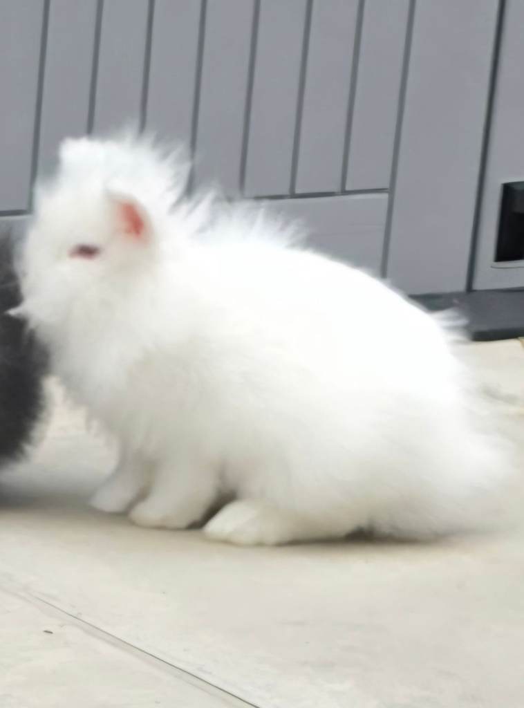 REW double mane lionhead
