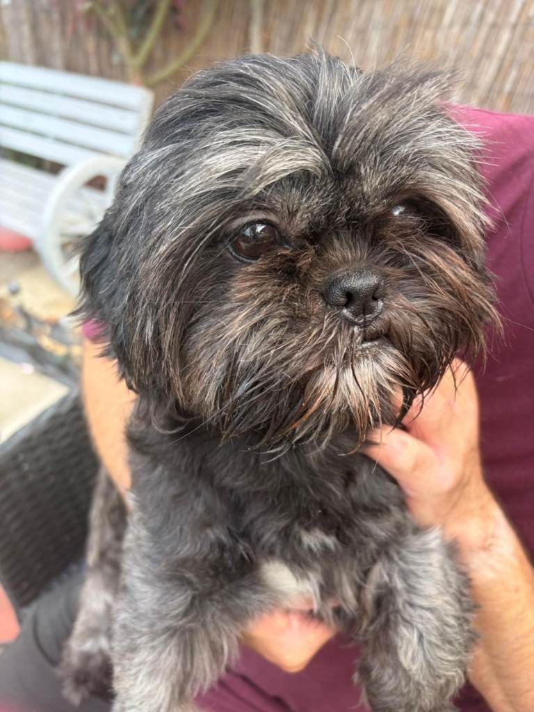 Shih Tzu