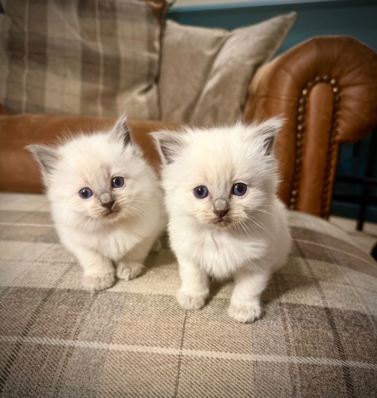Ragdoll kittens 