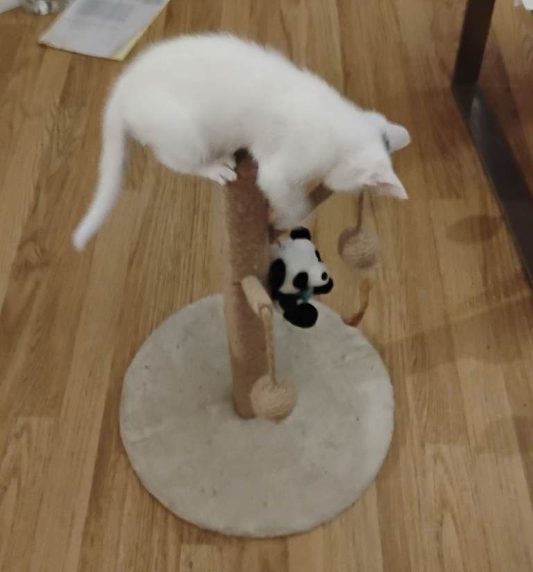 Lovely white kitten 