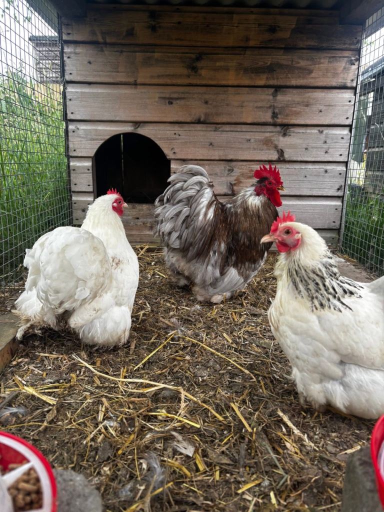 Pekin bantams