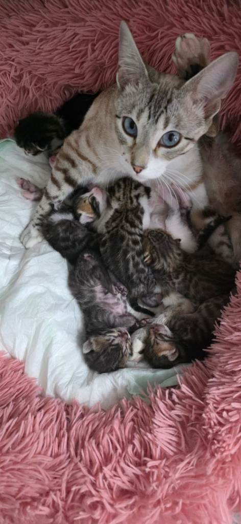 🐾 Beautiful Purebred Bengal Kittens – Now Available for Reservation 😺