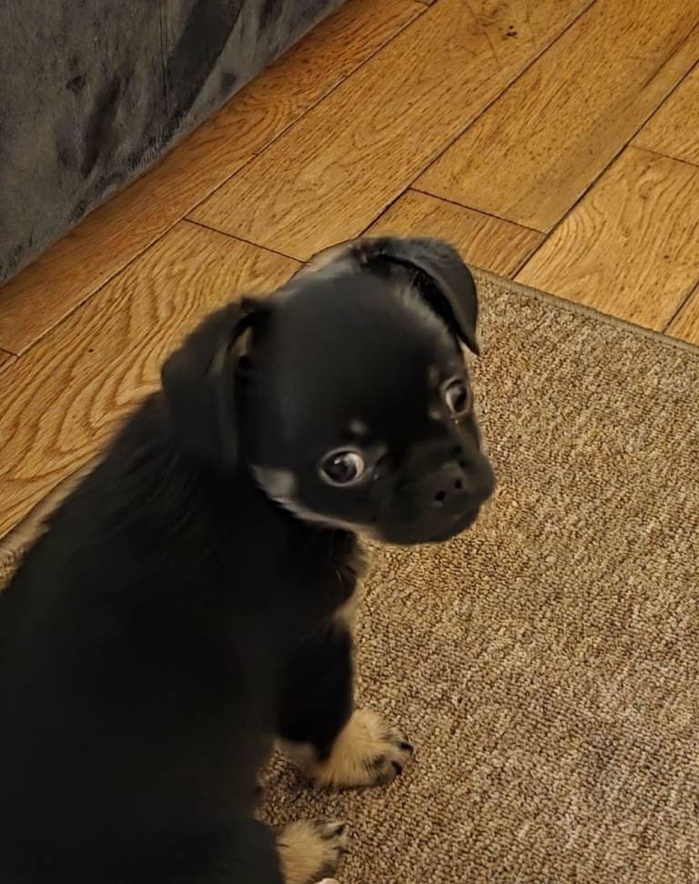 Chihuahua black and tan little boy 9wks old