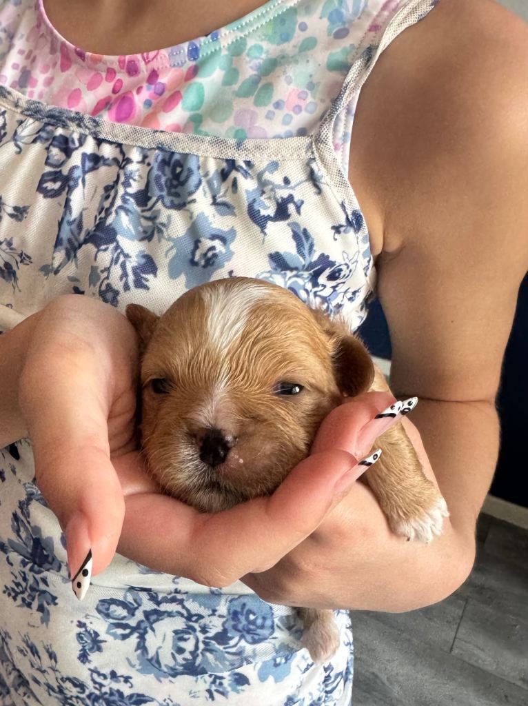 Last remaining Shih Tzu puppy