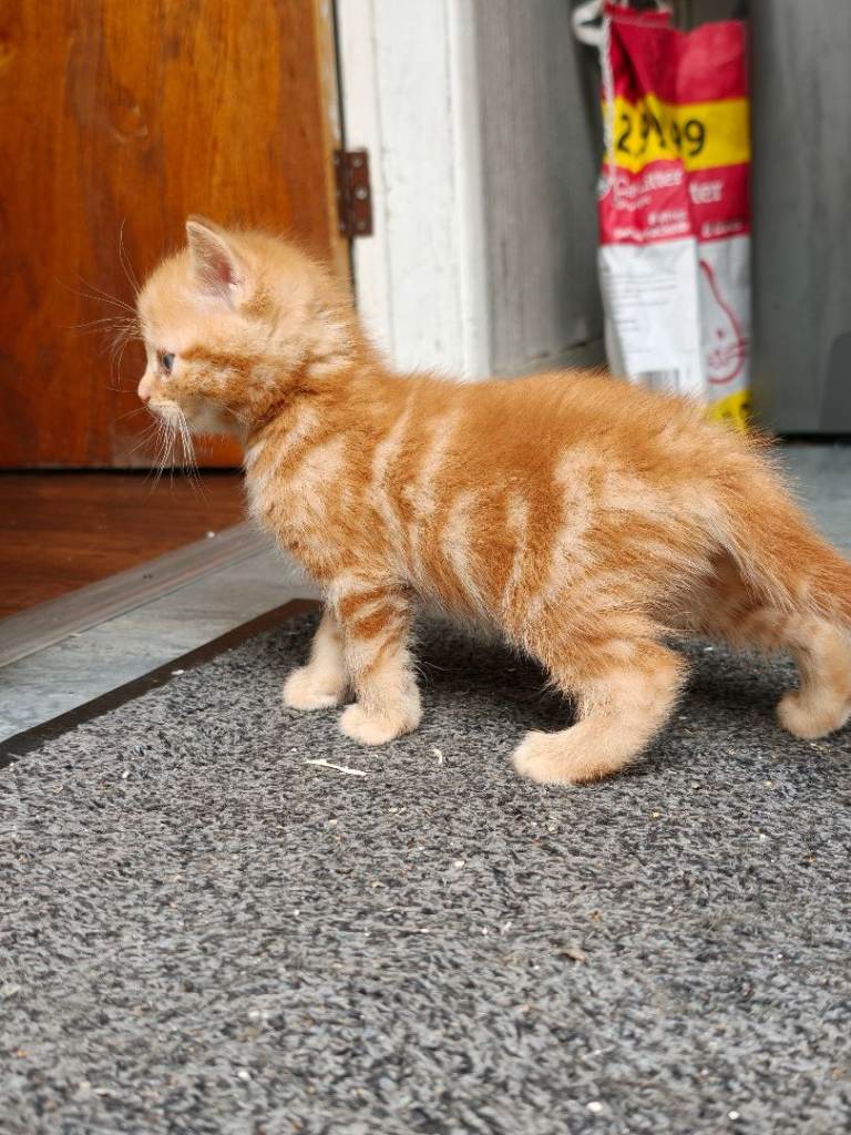 Kittens