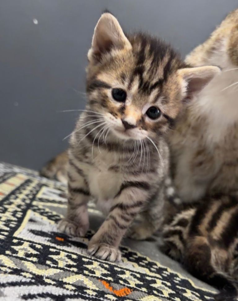 Snow bangal mixed tabby Kittens ready to be rehomed 