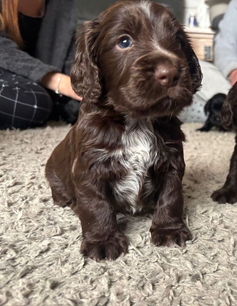 Cocker spaniel puppy! 