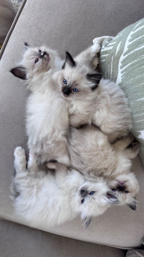 Fluffy Ragdoll kittens