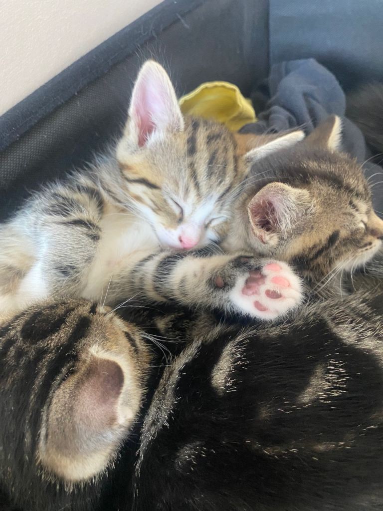 4 tabby kittens for sale. 