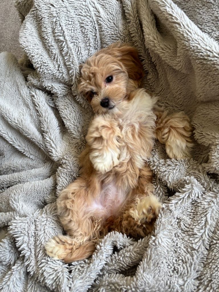 Adorable Maltipoo puppies
