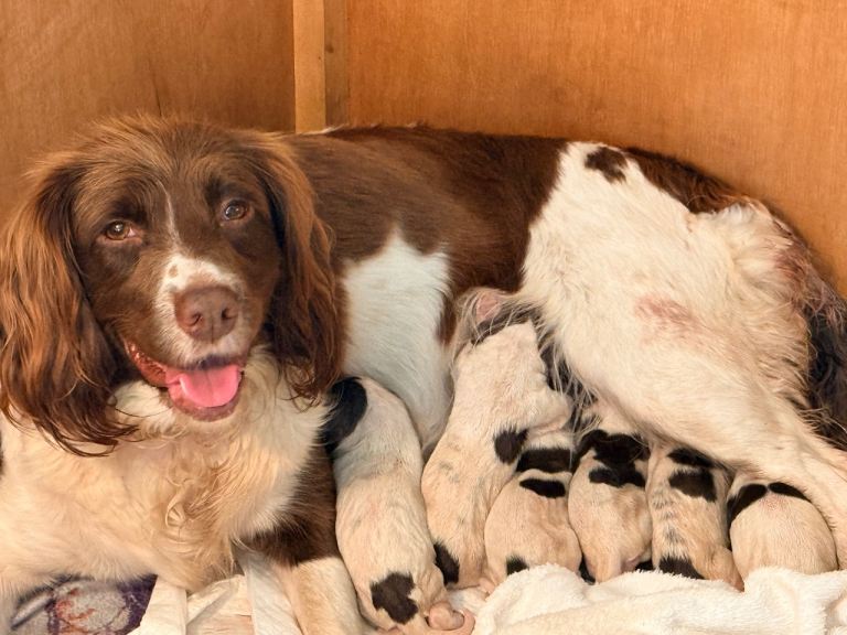 Springer Spaniel puppies