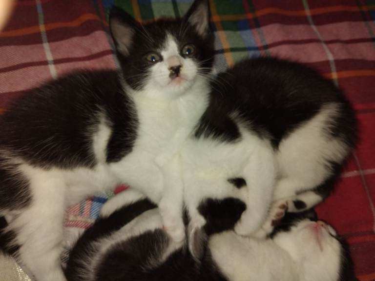 Black & white kittens 