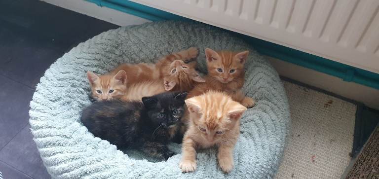Beautiful Kittens Ready Soon (4 Males, 1 Female) – Born 4th June