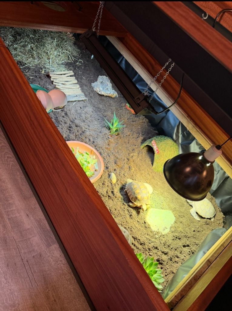 Rabbit/tortoise/any other pet enclosure 