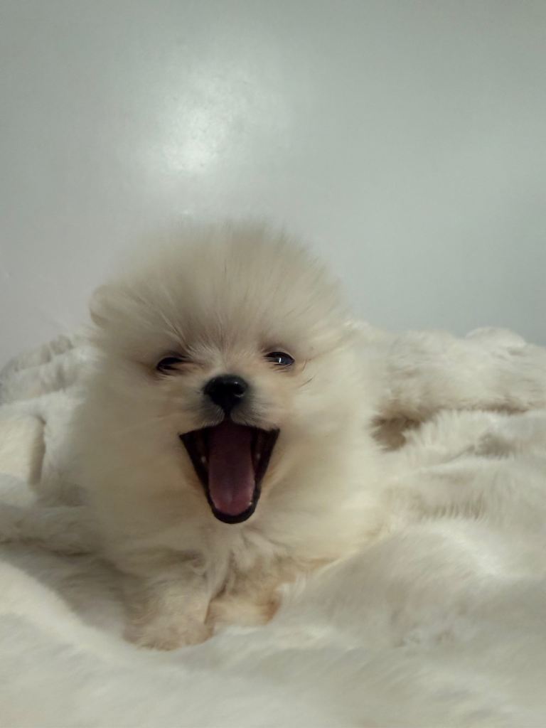 X SMALL POMERANIAN PUPPIES (THREE GIRLS) 