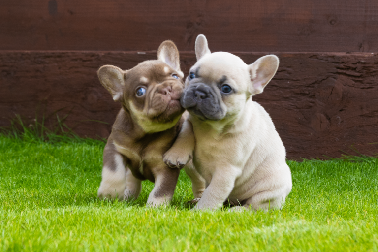 Two gorgeous French bulldogs puppy with KC reg 