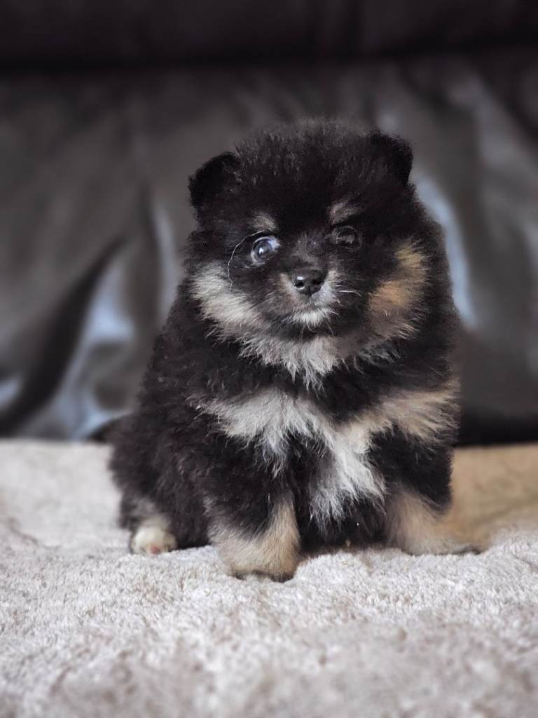 1 pomeranian baby boy