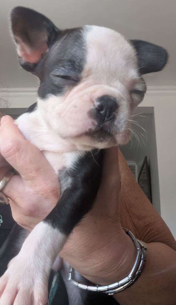 Stunning Boston terrier puppies looking for forever loving homes 