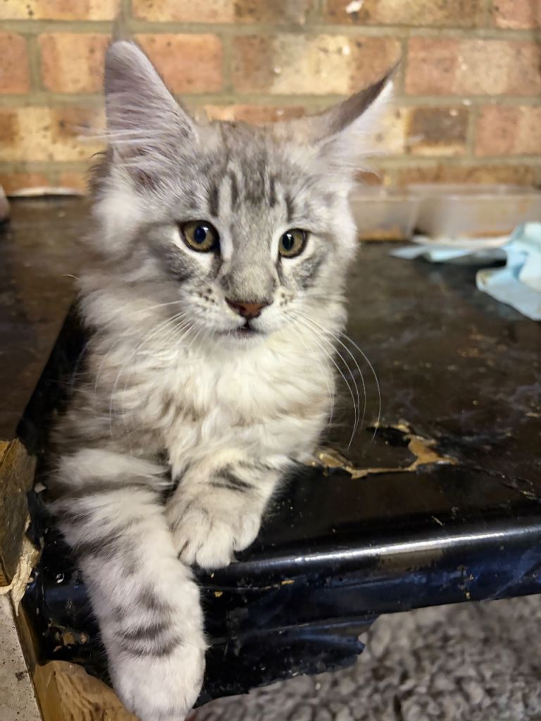 Gorgeous pedigree maine  coon kittens 