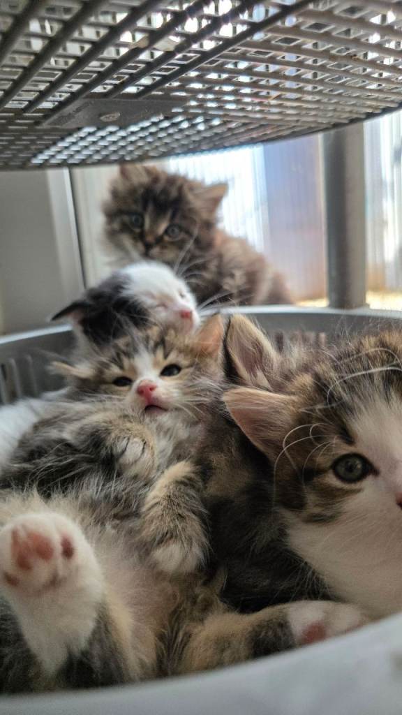 Mixed Maine coon kittens 