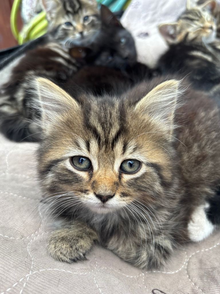 Adorable baby kittens