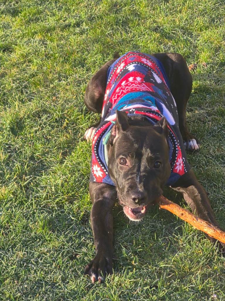 Sisi looking for a good house 