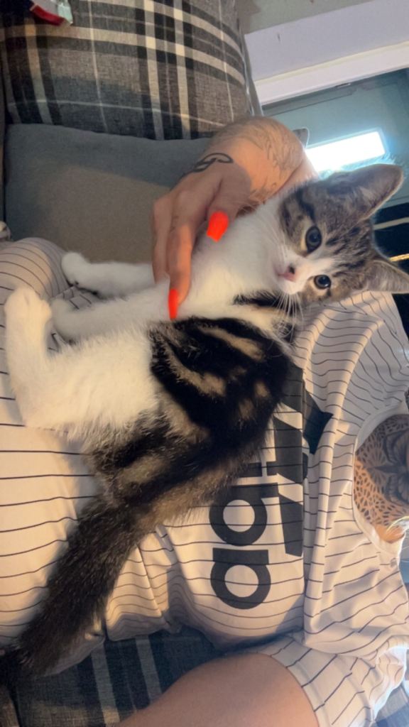 1 male kitten left 