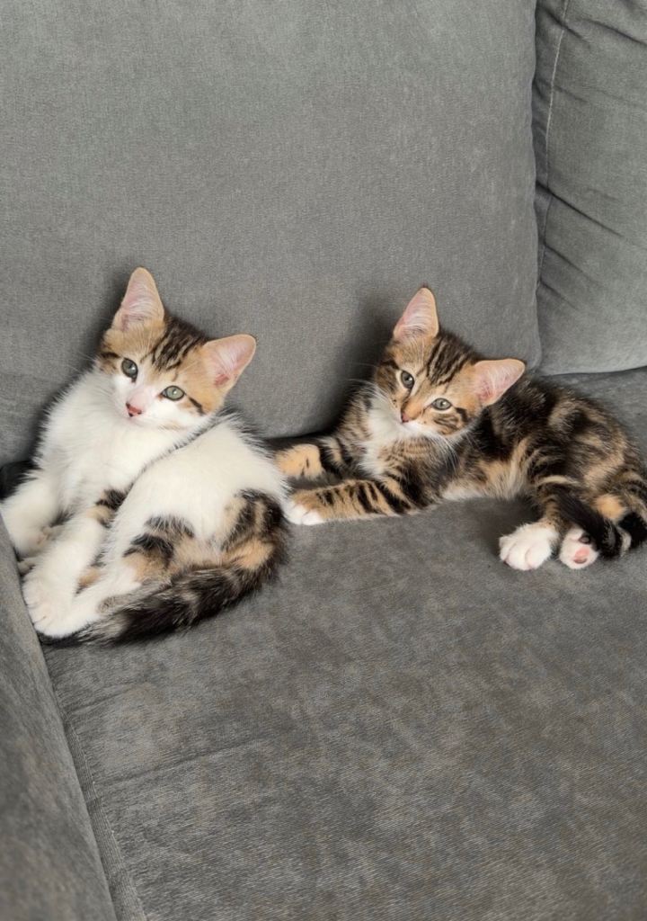 TWO CUTE KITTENS FOR SALE‼️