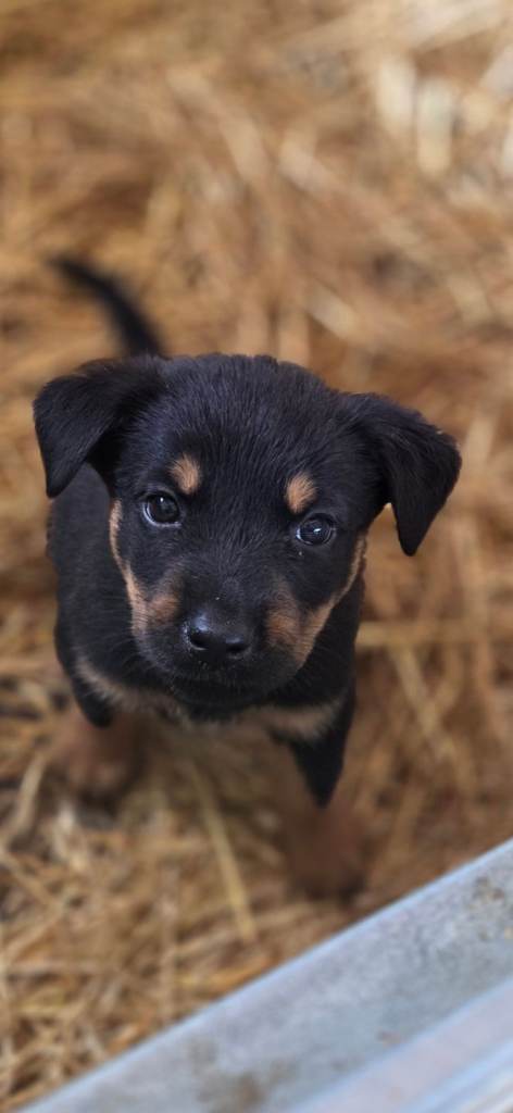 🐾 Beautiful Rottweiler Cross Puppies