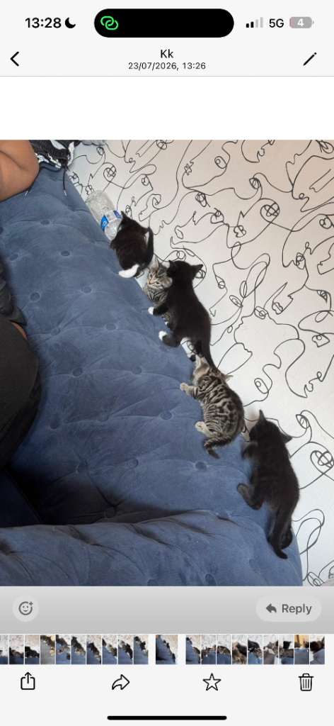 Tabby Kittens 