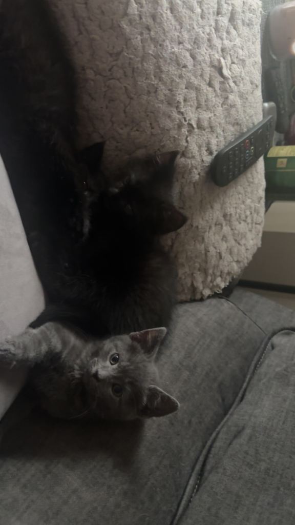 Black Maine coon female kitty