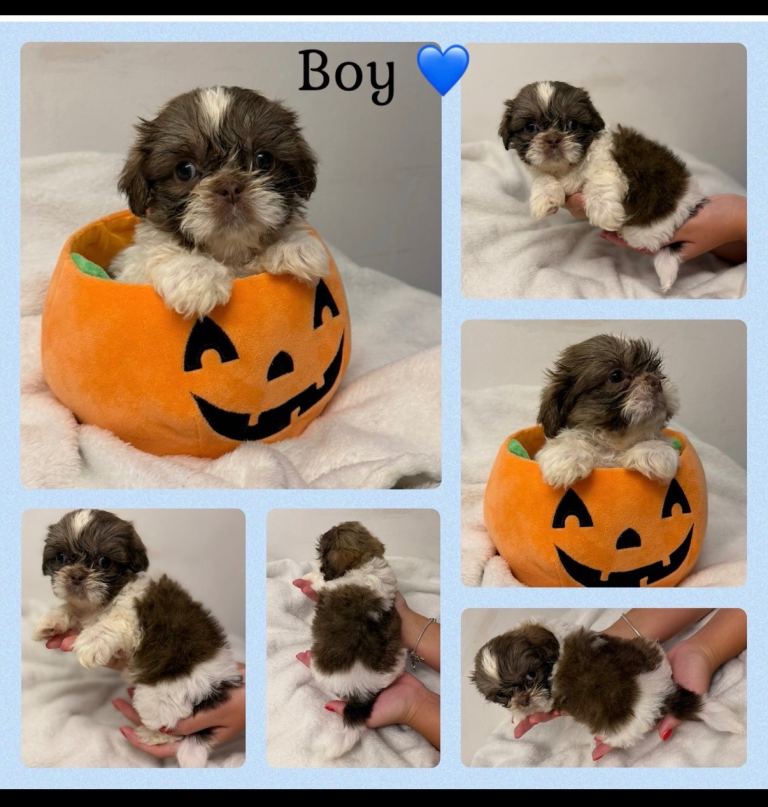 9 beautiful Shih Tuz puppies ❤️