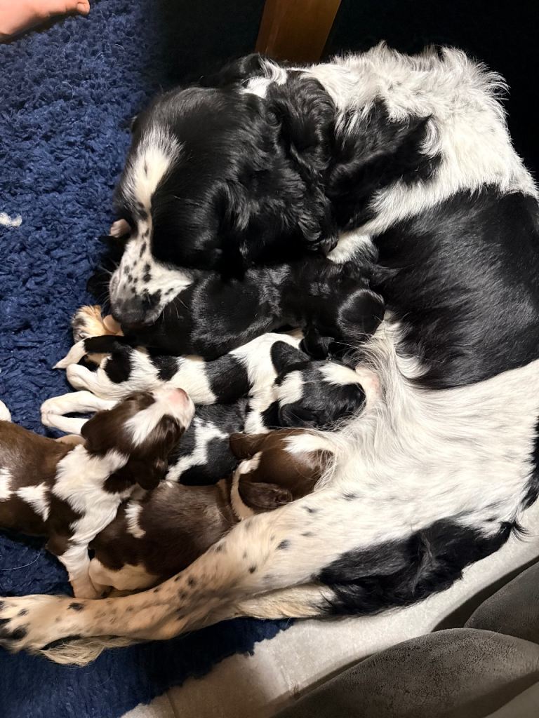 Springer Spaniel 