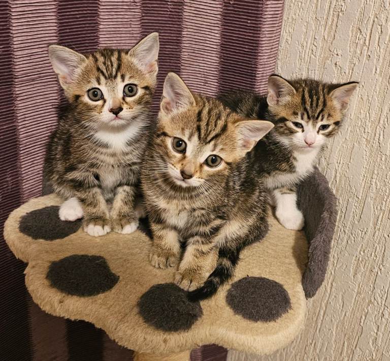 Tabby Kittens 