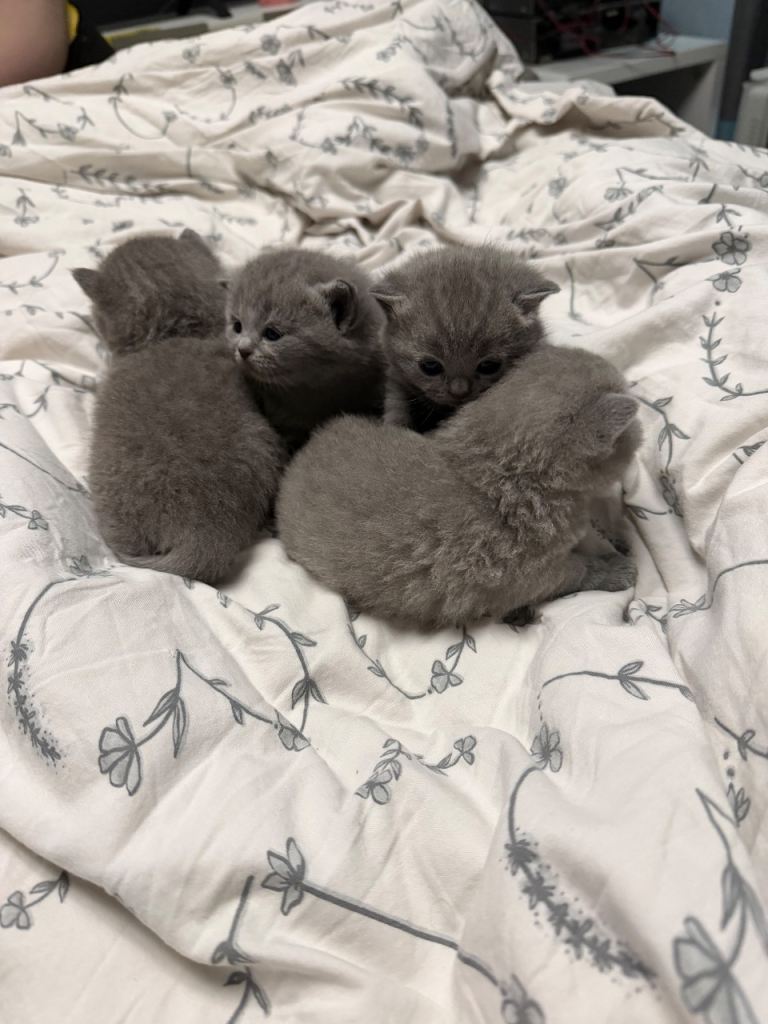 British shorthair kittens 