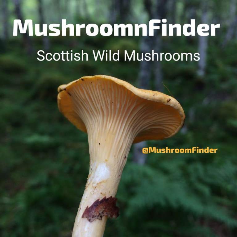Wanted Fresh Wild Chanterelle Mushrooms - Scottish Season