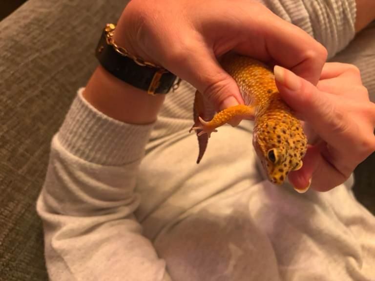 Gecko