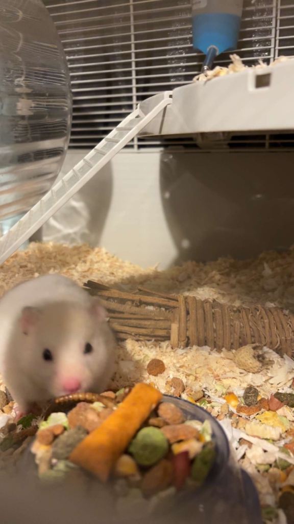 Syrian hamster 