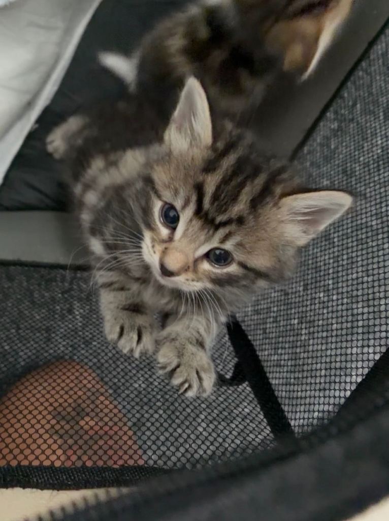 4 kittens for sale ready next week 2 boys 2 girls 