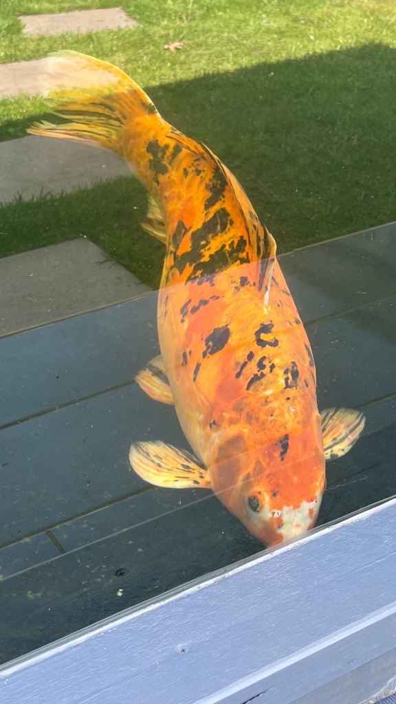 koi Large beautiful 52cm