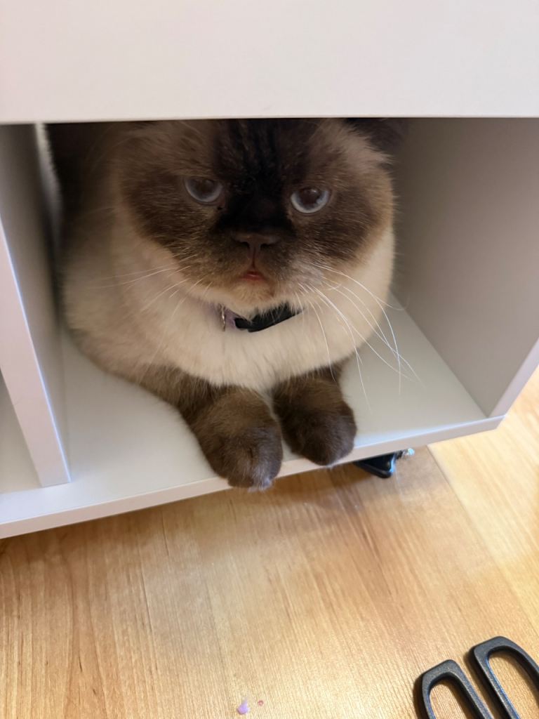 Beautiful cat only eats raw minced rabbit