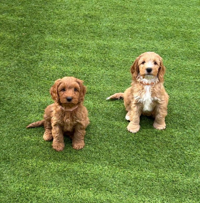 Fi golden/red cockapoo s 