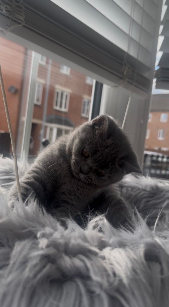 British Blue Kittens (READY NOW)