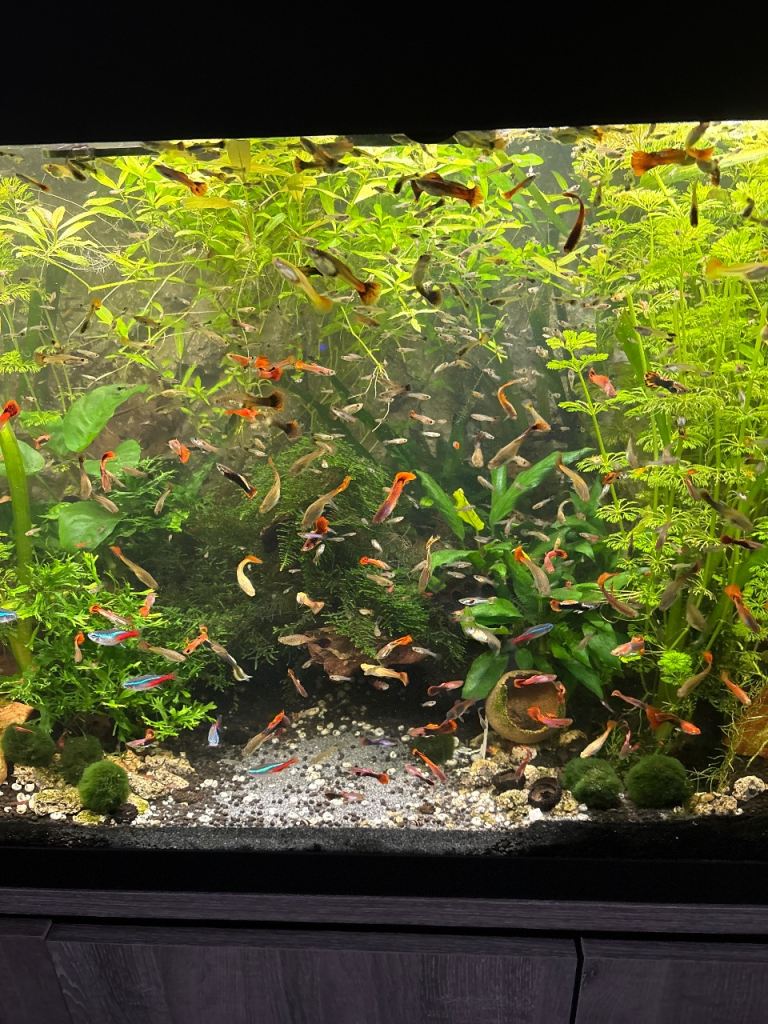 Baby guppies for sale