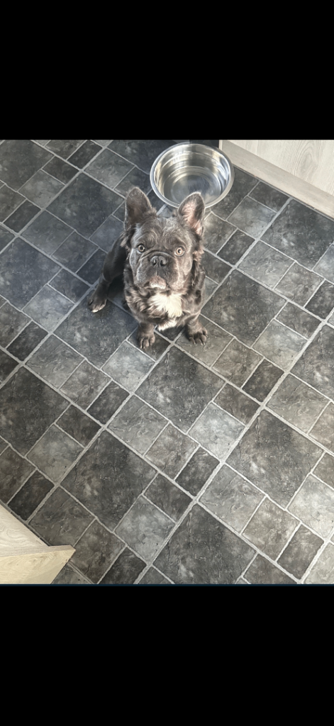 6 month old frenchie
