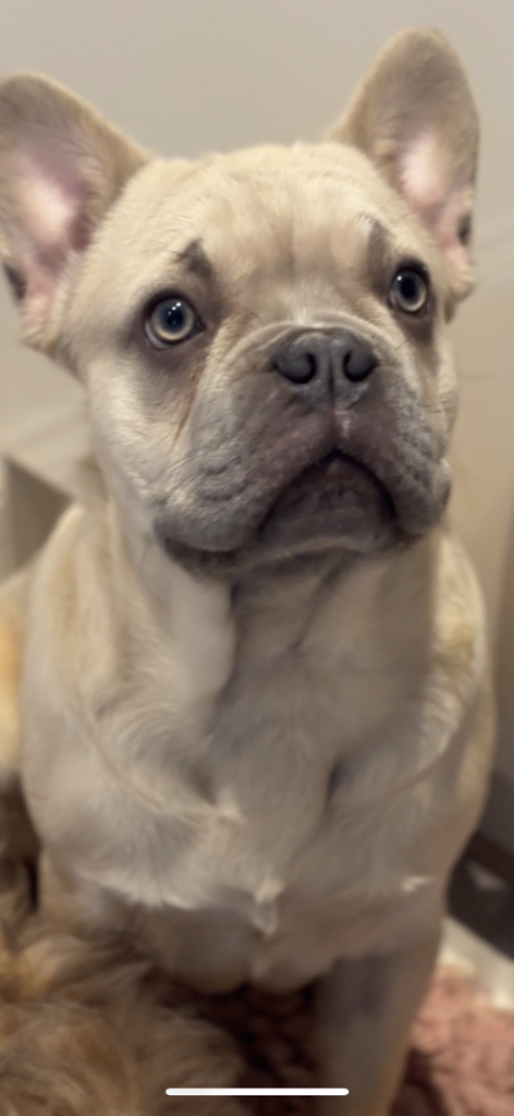 French bulldog fluffy 