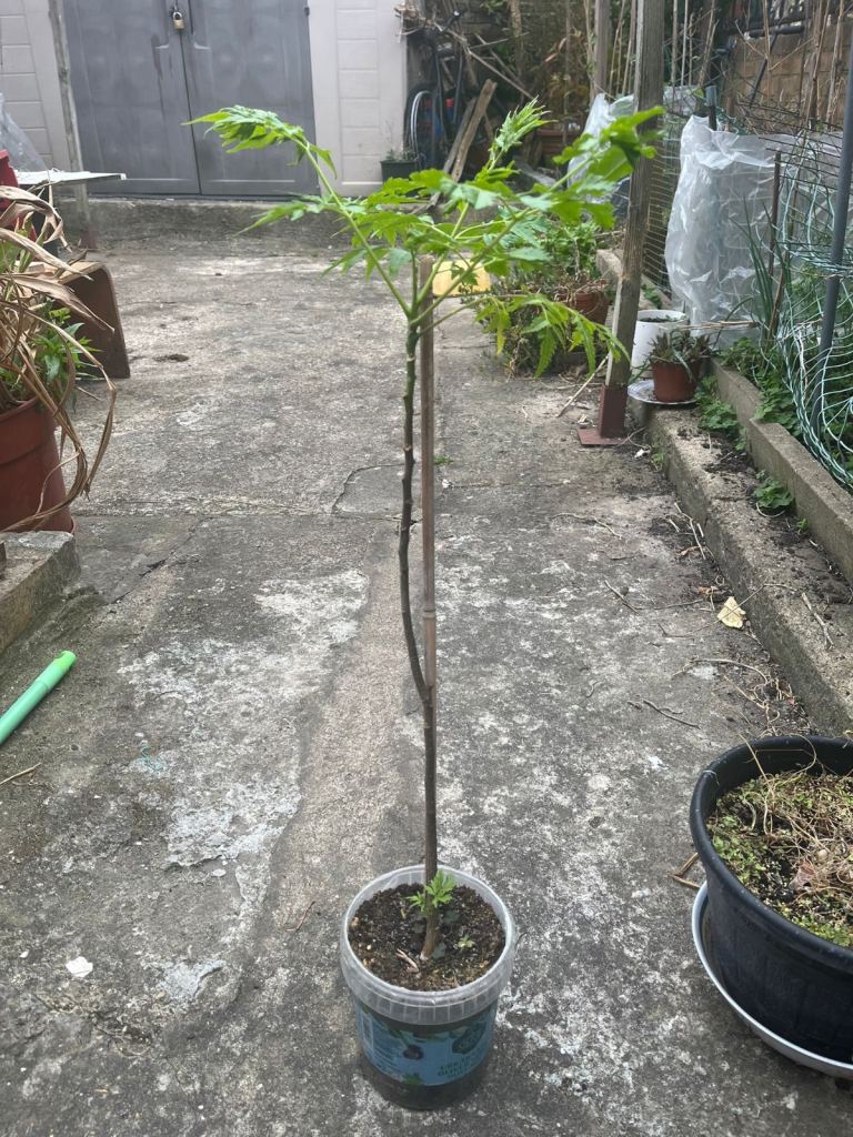 Tall Bangladeshi Neem Plant 
