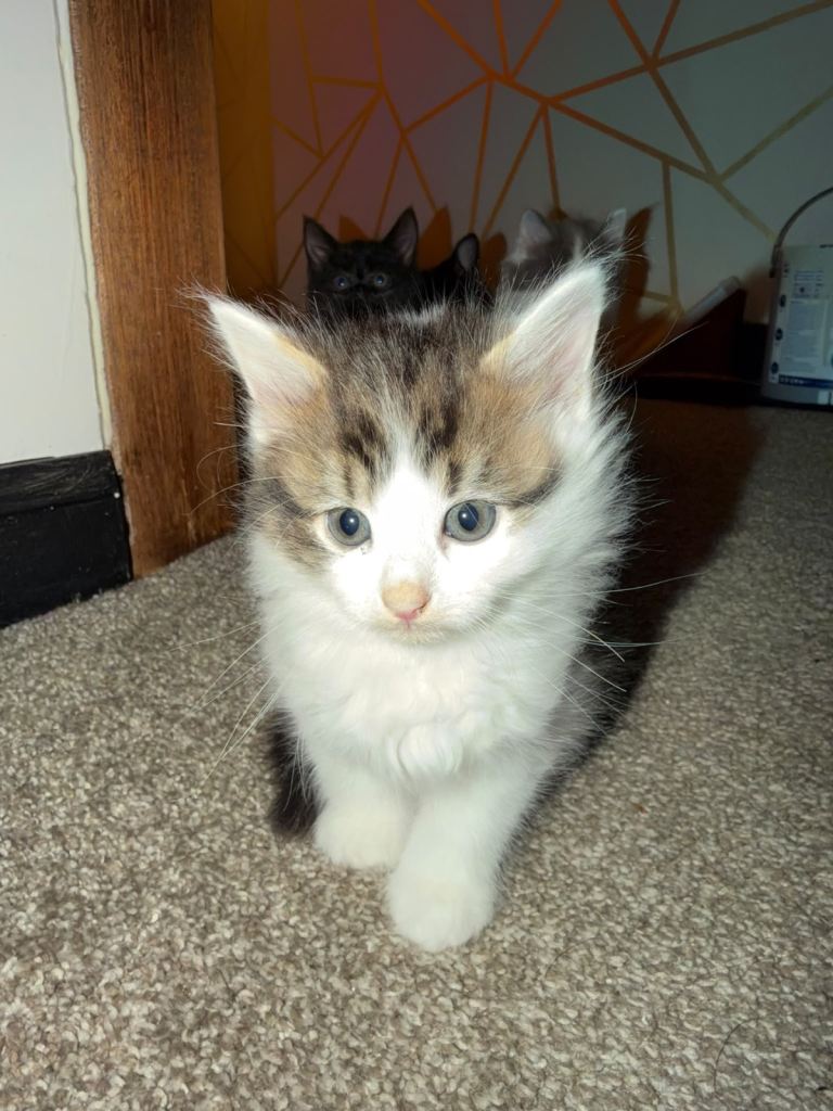 Fluffy Persian kittens x 6