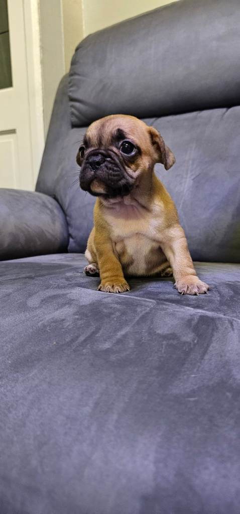 REDUCED French bulldog puppies (READY TO LEAVE) (full breed)